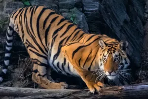 बाइक सवार पर बाघ का हमला : युवक की पीठ पर हुए गहरे घाव, चालक ने तेज गति से चलाई बाइक