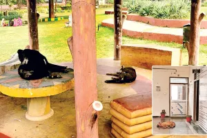 श्वानों के लिए नगर निगम बनाएगा शेल्टर होम,  आवारा श्वानों से मिलेगी शहर वासियों को मुक्ति, पकड़े गए श्वानों को नहीं छोड़ेंगे उसी जगह पर