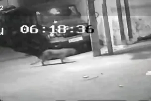 जयपर में दूसरे दिन भी दिखा लेपर्ड, अब शास्त्री नगर के सीकर हाउस में दी दस्तक, घरों की छतों से कूदता हुआ एक ओर से दूसरी ओर भागा लेपर्ड 