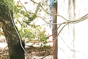 झूलते बिजली तार बने हादसे का खतरा, ग्रामीणोंं की मांग जल्द हो समस्या का समाधान 