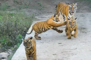 सरिस्का टाइगर रिजर्व : बाघों की संख्या बढ़कर 50, पर्यटकों और वन्यजीव प्रेमियों का मन मोह रही शावकों की अठखेलियां 