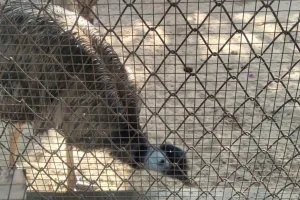 पक्षियों और जानवरों की विशेष देखभाल शुरू : सर्दी से बचाव की खास तैयारी, पोषक एक्स्ट्रा डाइट