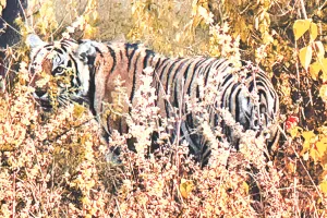 मुकुंदरा टाइगर रिजर्व में बाघिन एमटी-8 का सफल रेस्क्यू : साठ घंटे बाद कनकटी ट्रैंकुलाइज, पकड़ कर एनक्लोजर में वापस छोड़ा