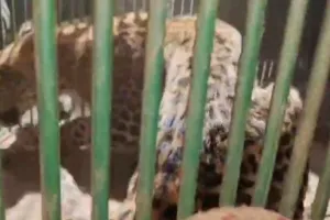 एमएनआईटी में लेपर्ड की सूचना : मौक़े पर पहुँची वन विभाग की टीम, जाल डालकर पकड़ा