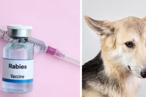 उत्तर प्रदेश में रायता खाने के बाद 200 लोगों ने लगवाया रेबीज का टीका, आवारा कुत्ते ने भैंस को काटा था 