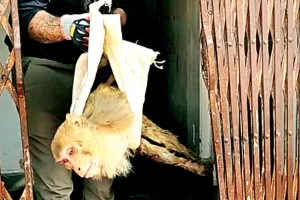 बिजली के तार बन रहे वानरों के लिए काल, तीन विभागों के बीच पिस रहे घायल बंदर