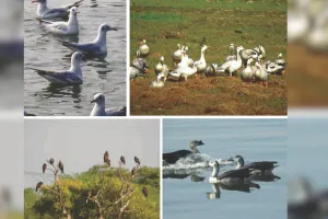 यूरोप व सेंट्रल एशिया से 10 हजार किमी का सफर कर कोटा पहुंचे विदेशी परिंदे, पक्षियों की चहचहाट से गुलजार हो रहे वेटलैंड