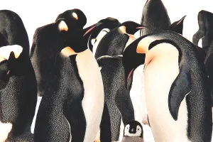 दक्षिण अफ्रीका में 60 हजार से ज्यादा पेंग्विन भूख से मरे, सारडीन मछली का गायब होना बना कारण