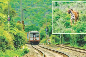इनसाइड स्टोरी : पूरी रात रेलवे ट्रैक के पास पर बैठी रही बाघिन  कनकटी, टला ब्रोकन टेल जैसा हादसा