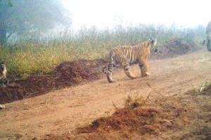 रणथंभौर टाइगर रिजर्व : बाघिन टी-2307 दिखी तीन शावकों के साथ, डीसीएफ ने स्टाफ को मॉनिटरिंग बढ़ाने के दिए निर्देश 