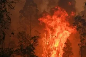 ऑस्ट्रेलिया के जंगल में आग : कई घर जलकर खाक, लोगों से एक मजबूत संरचना में शरण लेने का आग्रह