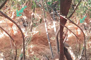 वन्यजीव सुरक्षा पर फिर उठा सवाल : शिकारियों के लगाए तार के फंदे में फंसा पैंथर, वन विभाग की सतर्कता से बची जान ; एक माह के अंदर क्षेत्र में दूसरी घटना 