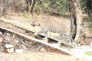 बघेरों की रेडियो कॉलर लगाकर होगी निगरानी : शहर में बढ़ती आवाजाही से वन विभाग सतर्क, प्रयोग के तौर के लिए बेंगलुरु से मंगाए गए हैं कॉलर 