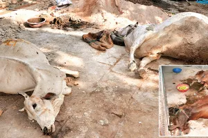 दुर्गंध के बीच कैसे करें उपचार, डॉक्टर खुद होने लगे बीमार, बदबू के कारण सांस लेना  हो रहा  मुश्किल 