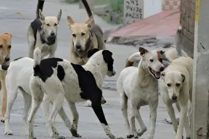 स्ट्रीट डॉग की जिम्मेदारी डॉग लवर्स को मिले तो श्वान समस्या से मिले मुक्ति