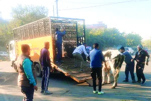 विद्याधर नगर किशन बाग में निगम की कार्रवाई : 2 अवैध डेयरियां सील, सड़कों पर घूम रहे 41 गौवंश का रेस्क्यू 