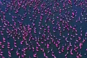 प्रवासी पक्षियों के आगमन से बदला सांभर झील का नजारा : गुलाबी समंदर में हुई तब्दील, झील का रुप देखकर पर्यटक आकर्षित