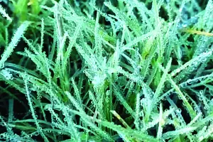 उत्तर से आ रही बर्फीली हवाओं ने बढ़ाई सर्दी : खेतों में पाला पड़ना शुरू, फसलों को नुकसान