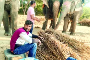 हाथी गांव में बदला हाथियों की डाइट का मेन्यू : सर्दी से बचाव के विशेष इंतजाम, खाद्य पदार्थों की बढ़ाई मात्रा 
