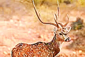 सलमान प्रकरण के बाद थमा गया था वन्य जीवों का शिकार : शिकारी फिर उठाने लगे सिर, 10 वर्ष में 300 पहुंचा हिरण शिकार का आंकड़ा 