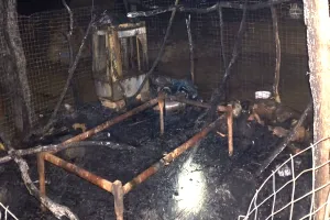 कच्चे घर में आग लगने से दो नाबालिग बहनें जिंदा जलीं : शॉर्ट सर्किट से आग की आशंका, 15 बकरियां भी जलकर मरीं