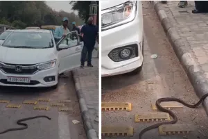 आमेर में सड़क पर दिखा सांप:  पास ही खड़े होकर सेल्फी ले रहे थे लोग