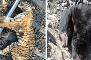 टाइगर से चीते तक के खून से सने हाईवे और रेलवे ट्रेक, जंगल में तीन तरफ से मौत का जाल