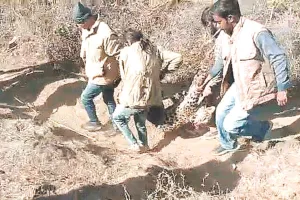 राजसमंद जिले के देलवाड़ा क्षेत्र की घटना : रेस्क्यू करने गए चार वनकर्मियों को उग्र पैंथर ने कर डाला घायल, भागते-भागते दम तोड़ा