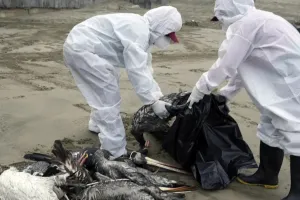 जापान ने क्योटो में 'बर्ड फ्लू' संक्रमण की पुष्टि की, सरकार ने जारी किया अलर्ट