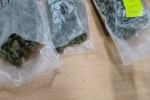 एक करोड़ की हाइड्रोपोनिक वीड बरामद, पार्सल चिप्स के पैकेट के नीचे छिपाकर रखा था वीड 