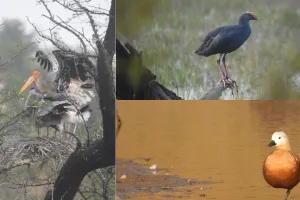 राजस्थान बने प्रवासी पक्षियों का स्वर्ग, 10 लाख से अधिक मेहमानों की मौजूदगी!