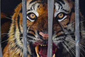 वन विभाग की कार्रवाई से लोगों को राहत: केरल के वायनाड में पकड़ा आदमखोर बाघ, आदिवासी व्यक्ति की ली थी जान