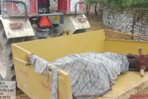 असर खबर का : हरकत में आया घाटोली पंचायत प्रशासन, गौ माता का सम्मानपूर्वक अंतिम संस्कार