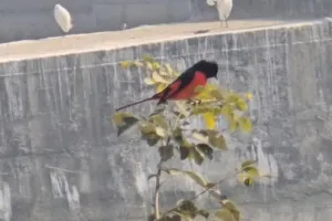 कॉर्बेट नेशनल पार्क में दिखा दुर्लभ और खूबसूरत पक्षी''लॉन्ग टेल मिनिवेट'',पक्षी प्रेमियों में उत्साह