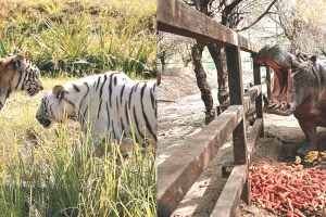 नाहरगढ़ जैविक उद्यान : टाइगर और लायन सफारी बनी रही आकर्षण का केन्द्र, एक वर्ष में 3.73 लाख से अधिक पर्यटकों ने किया वन्यजीवों का दीदार