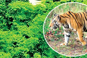 रणथंभौर से बाघ आया और 8 दिन में ही जंगल में छोड़ा लेकिन 13 महीनों से कैद बाघिन अब भी आजादी को तरसी, दो वर्ष पहले बाघ को रामगढ़ और बाघिन को मकुंदरा में किया था शिफ्ट