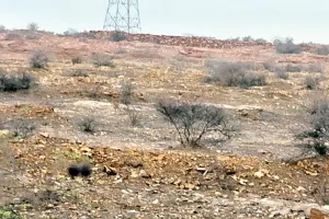 असर खबर का : एनजीटी ने माना, कोटा के लखावा प्लांटेशन में पौधों के नाम पर सरकारी धन का हुआ दुरूपयोग