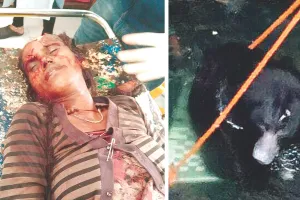 वन विभाग की रेस्क्यू में गंभीर लापरवाही : ट्रैंगक्वलाइज़ किए बिना भालू को कुएं से निकाला, भागते समय रास्ते में महिला पर बोला हमला