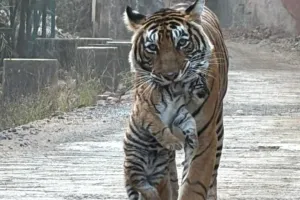बाघिन सुल्ताना टी 107 शावकों की शिफ्ट करती आई नजर, शावकों संग सड़क पर मूवमेंट से वन विभाग अलर्ट