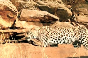 पैंथरों की हरकत पर नजर रखेगा जीएसएस रेडियो कॉलर