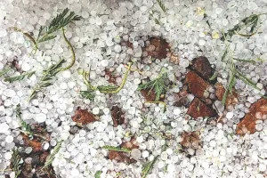 प्रदेश में फिर बदला मौसम का मिजाज : ओलों ने बढ़ाई सर्दी, बिजली गिरने से सीकर और कोटा में एक महिला और एक युवक की मौत 