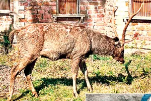 सांभर और हिरणों की जिंदगी निगल गई पॉलीथिन : 6 वन्यजीवों की दर्दनाक मौत, सांभर व हिरणों के पेट से निकली 10 से 15 किलो पॉलीथिन