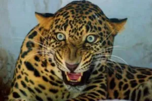 भीलवाड़ा में मंदिर परिसर में दिखा तेंदुआ : लोगों में दहशत, स्थानीय लोगों में बढा डर