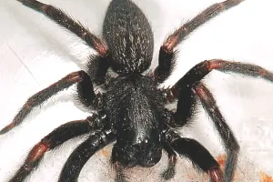 शोधकर्ताओं ने दिल के दौरे लिए मकड़ी के जहर से बनी दवा का परीक्षण किया शुरू, जानें पूरा मामला 