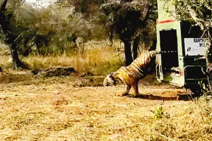 मुकुंदरा की सलतनत में एक और बाघ टी-2408 की एंट्री : रणथम्भौर से युवा बाघ शिफ्ट, बाघिन कनकटी का बनेगा जोड़ीदार ; आबाद होगा जंगल