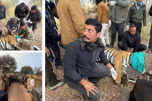 नर बाघ टी-2408 का सफलतापूर्वक मुकुंदरा हिल्स टाइगर रिज़र्व स्थानांतरण, बाघ के स्वास्थ्य की निरंतर निगरानी 