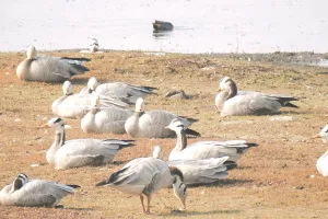 एक साल में बढ़ी 3500 से ज्यादा देसी विदेशी परिंदों की संख्या,ईको सिस्टम में पक्षियों की भूमिका पर बढ़ रहे शोध