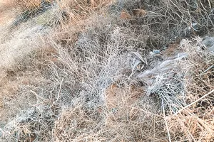 माउंट आबू में  माइनस 2 डिग्री पारा कई जगह शीतलहर ने ठिठुराया, दो दिन फिर मावठ की बारिश,