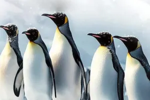 समुद्री जीवन के रक्षक : राष्ट्रीय पेंगुइन दिवस का महत्व