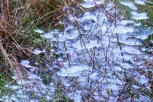 सर्दी ने खिलाए बर्फ के फूल : कोहरे और शीतलहर से प्रदेश में हाड़ कंपाने वाली ठंड, अभी और गिरेगा पारा